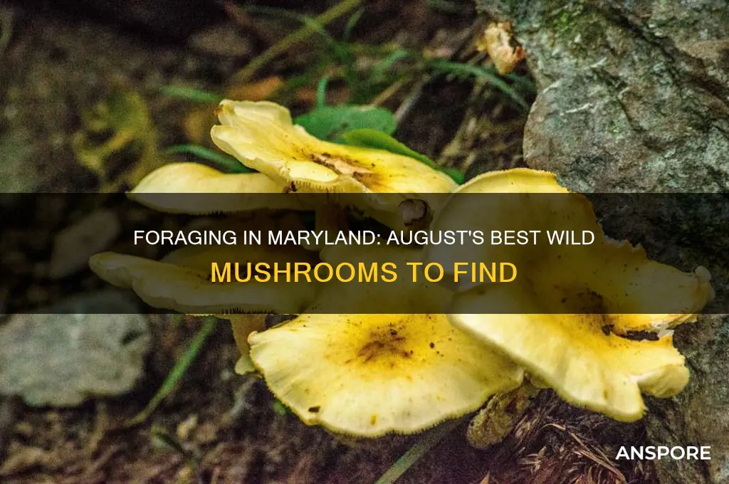 what mushrooms can be foraged in md in august