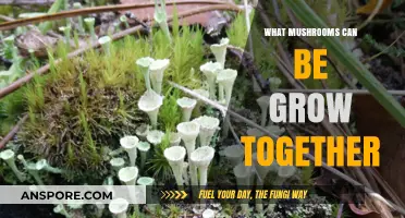 Companion Mushroom Growing: Compatible Species for Successful Co-Cultivation