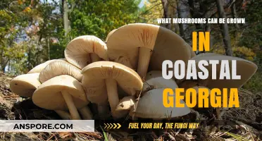 Growing Mushrooms in Coastal Georgia: Best Varieties for Local Climates