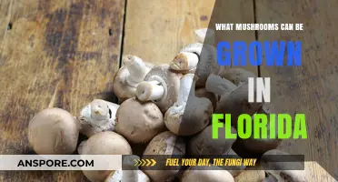Florida's Fungal Bounty: Best Mushrooms to Cultivate in the Sunshine State