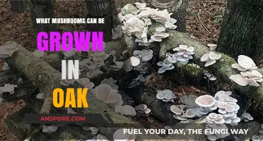 Growing Mushrooms in Oak: Best Varieties and Cultivation Tips