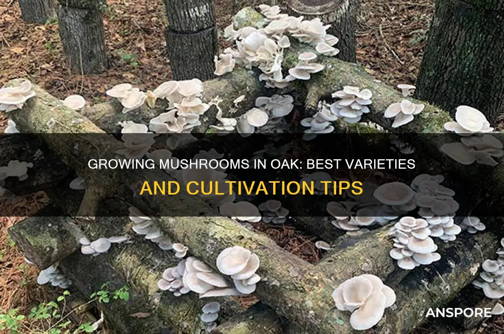 what mushrooms can be grown in oak
