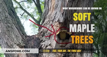 Growing Mushrooms on Soft Maple Trees: Varieties and Cultivation Tips