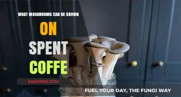 Growing Gourmet Mushrooms on Spent Coffee Grounds: A Sustainable Guide