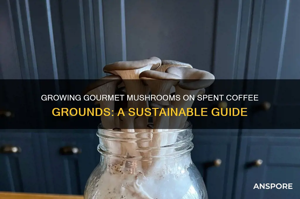 what mushrooms can be grown on spent coffe