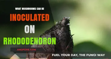 Inoculating Mushrooms on Rhododendron: Best Species and Techniques