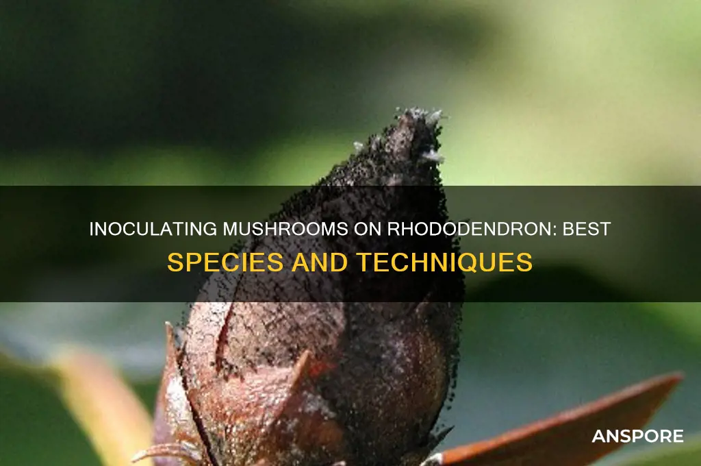what mushrooms can be inoculated on rhododendron