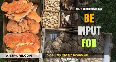 Exploring Mushrooms' Versatile Uses: From Culinary Delights to Medicinal Benefits