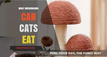 Safe Mushroom Varieties for Cats: A Comprehensive Guide for Pet Owners