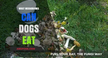 Safe Mushroom Varieties for Dogs: A Pet Owner's Guide