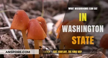 Foraging in Washington: Edible Mushrooms to Safely Enjoy in the Wild