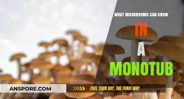 Monotub Mushroom Cultivation: Ideal Species for Successful Indoor Growth