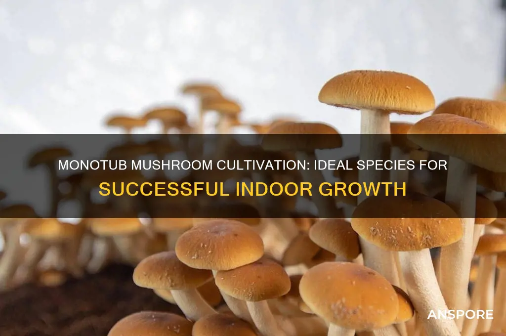what mushrooms can grow in a monotub