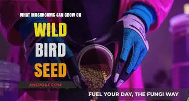 Discover Mushrooms Thriving on Wild Bird Seed: A Forager's Guide