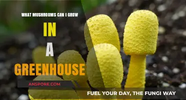 Greenhouse Mushroom Cultivation: Ideal Varieties for Year-Round Growing Success