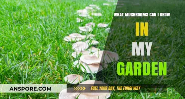 Grow Your Own: Best Mushrooms for Garden Cultivation