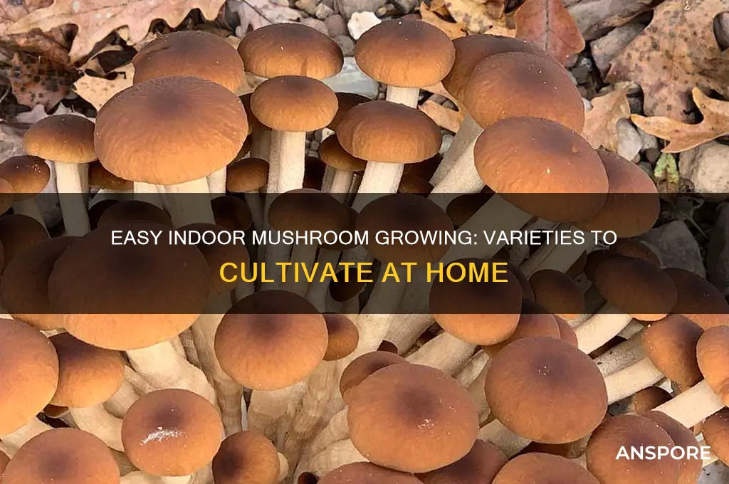 what mushrooms can i grow indoors