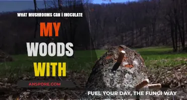 Enhance Your Woodland: Best Mushroom Species for Inoculation