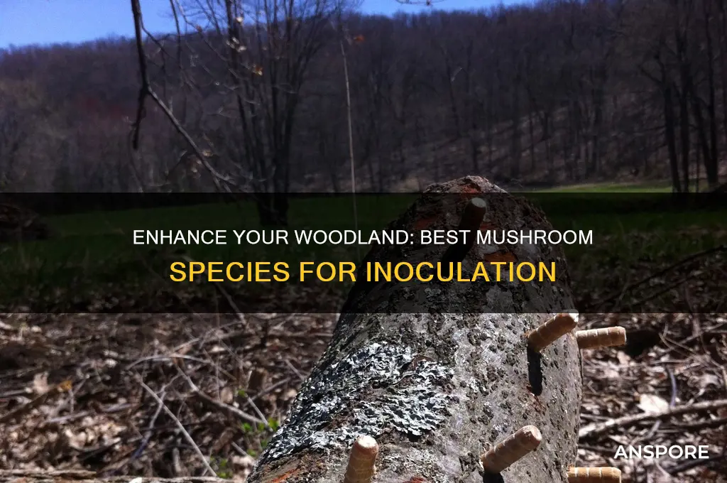 what mushrooms can i inoculate my woods with
