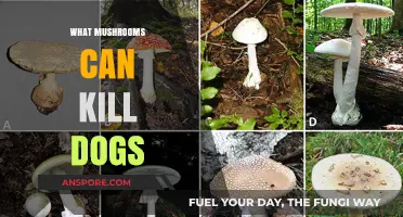 Deadly Mushrooms: Identifying Toxic Fungi That Can Kill Your Dog