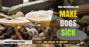 Toxic Mushrooms: Identifying Species That Can Harm Your Dog's Health