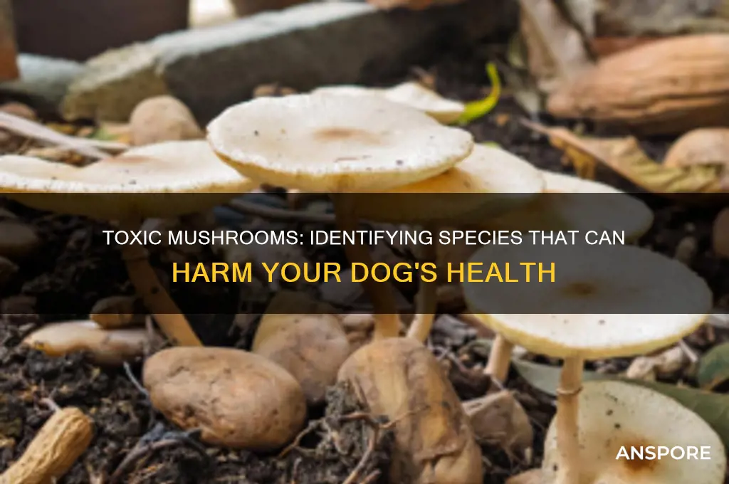 what mushrooms can make dogs sick
