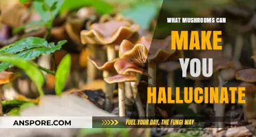 Exploring Psychedelic Mushrooms: Which Varieties Induce Hallucinations?