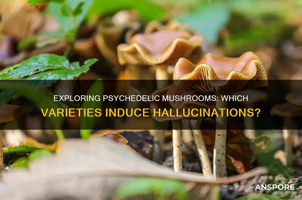 what mushrooms can make you hallucinate