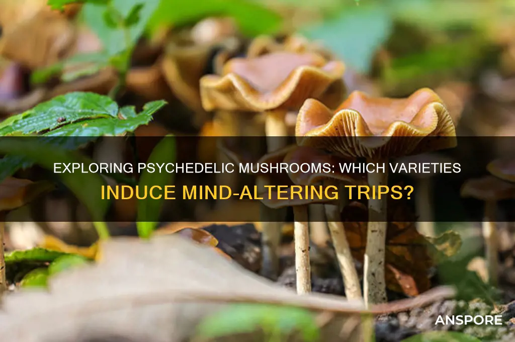 what mushrooms can make you trip