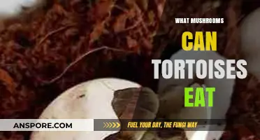 Safe Mushroom Varieties for Tortoises: A Comprehensive Feeding Guide