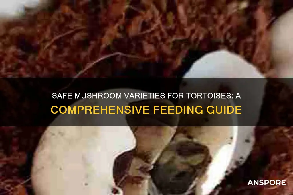 what mushrooms can tortoises eat