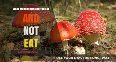 Edible vs. Poisonous: A Guide to Safe Mushroom Consumption