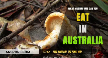 Discovering Edible Mushrooms in Australia: A Safe Foraging Guide