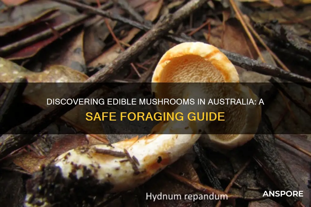 what mushrooms can you eat in australia