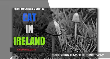 Discover Ireland's Edible Mushrooms: A Guide to Safe Foraging