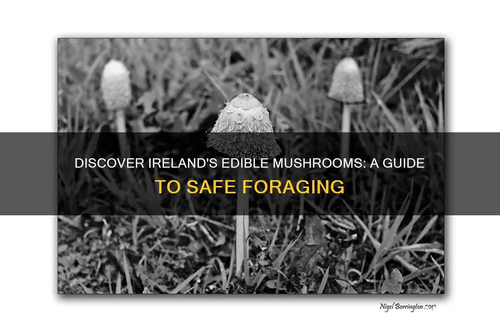 what mushrooms can you eat in ireland
