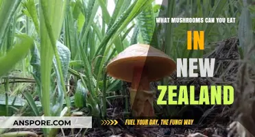 Discover New Zealand's Edible Mushrooms: A Forager's Delicious Guide