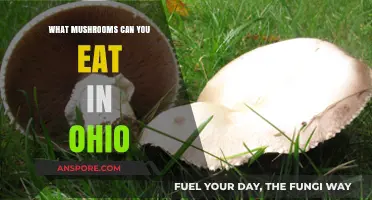 Ohio's Edible Mushrooms: A Guide to Safe and Delicious Foraging