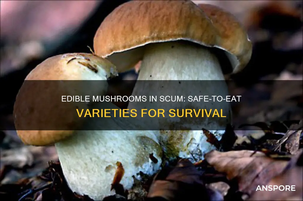 what mushrooms can you eat in scum