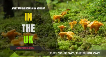 Discover Edible UK Mushrooms: A Safe Foraging Guide for Beginners