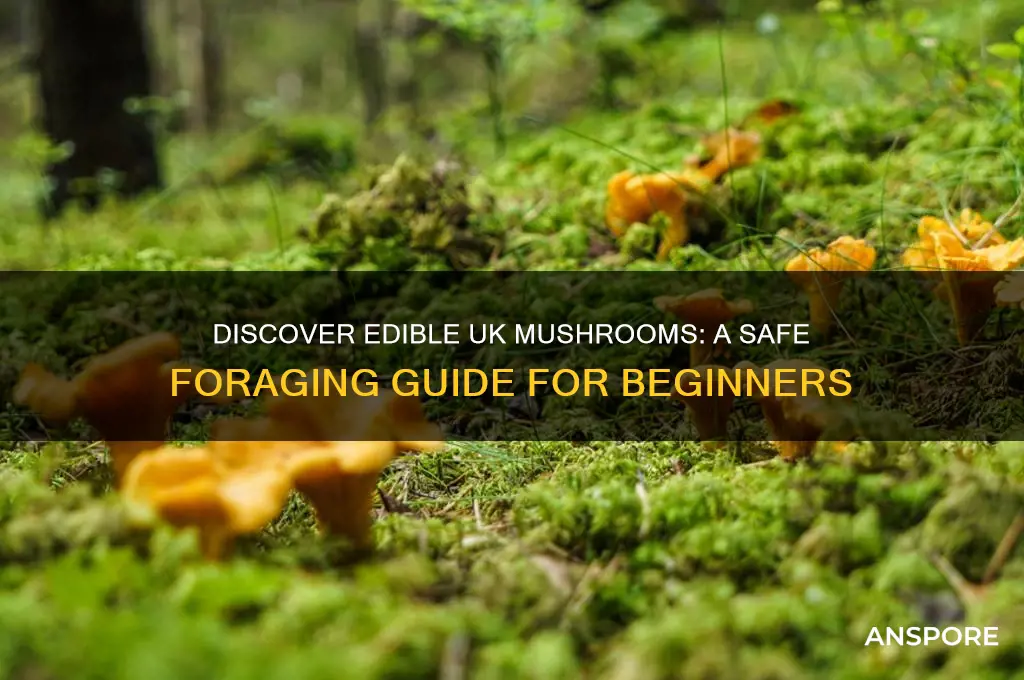 what mushrooms can you eat in the uk