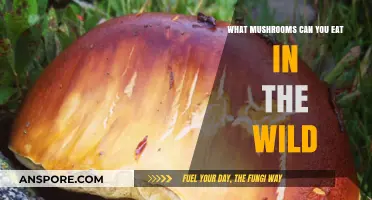 Foraging Safely: Identifying Edible Wild Mushrooms and Their Benefits