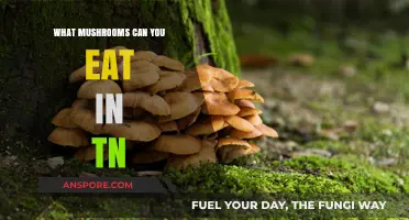 Discover Edible Mushrooms in Tennessee: A Forager's Guide to Safe Finds