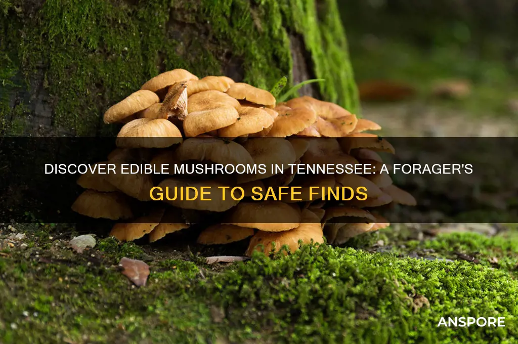 what mushrooms can you eat in tn