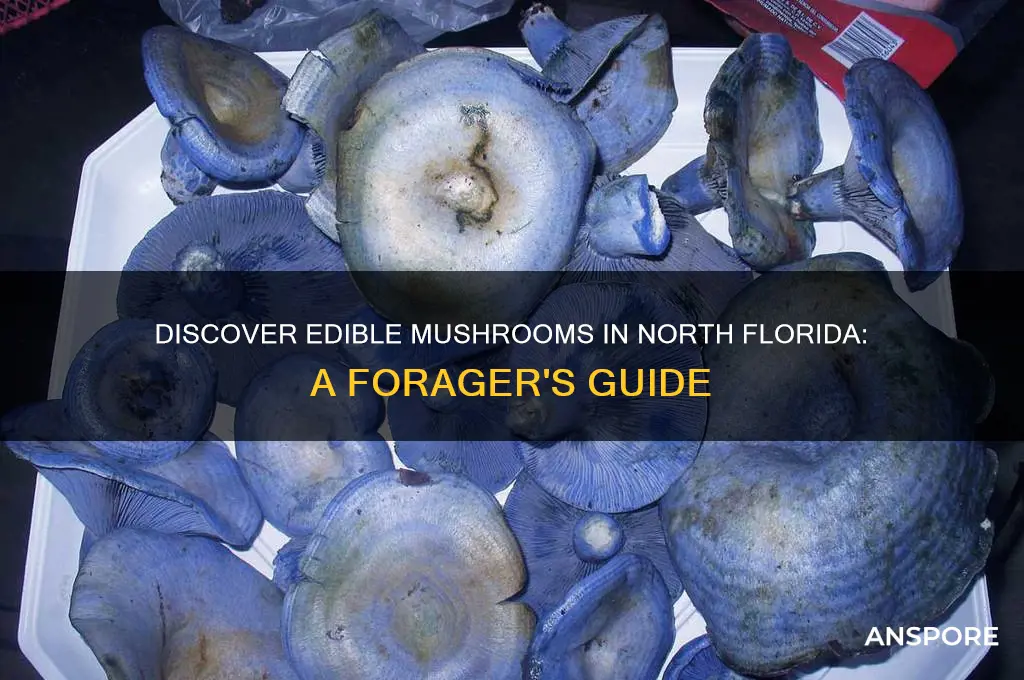 what mushrooms can you eat north florida