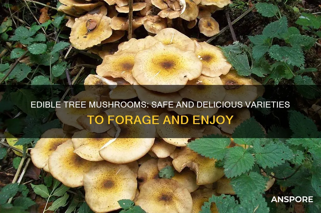 what mushrooms can you eat off a trees