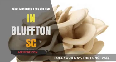 Exploring Bluffton SC's Wild Mushrooms: A Forager's Guide to Local Finds