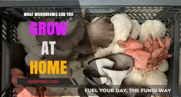 Easy Home Mushroom Growing: Varieties to Cultivate Indoors