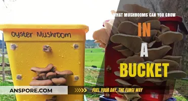 Easy Bucket Mushroom Growing: Varieties to Cultivate at Home