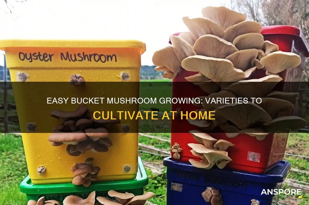 what mushrooms can you grow in a bucket